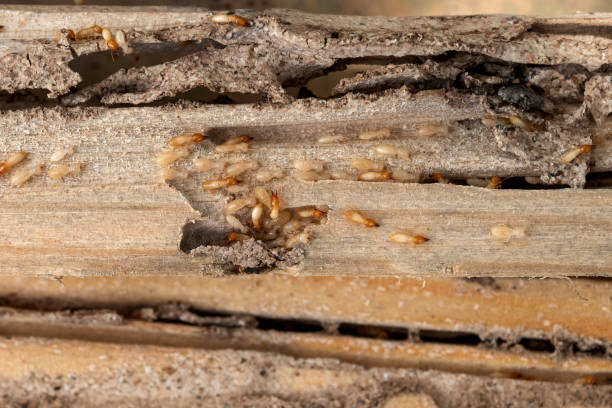 Best Pest Control for Restaurants  in Gordon Heights, NY