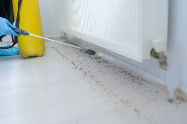 Best Affordable Pest Control Services  in Gordon Heights, NY